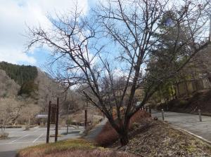8山本 桜 『8山本 桜』の画像