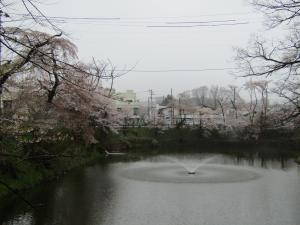1城跡北 桜 0418 『1城跡北 桜 0418』の画像