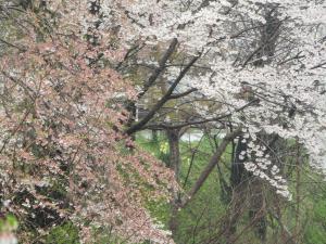 1城跡北 桜 アップ 0418 『1城跡北 桜 アップ 0418』の画像