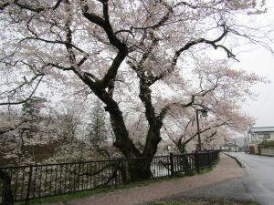 2城跡南 桜 0418 『2城跡南 桜 0418』の画像