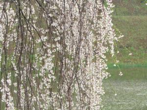 2城跡南 桜 アップ 0418 『2城跡南 桜 アップ 0418』の画像