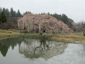 3花園 桜 0418 『3花園 桜 0418』の画像