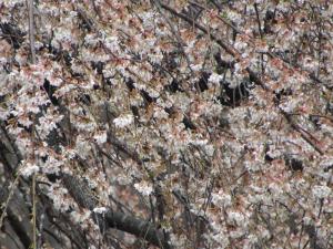 3花園 桜 アップ 0418 『3花園 桜 アップ 0418』の画像