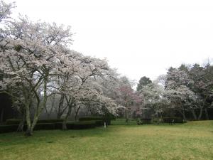 4赤館 桜 0418 『4赤館 桜 0418』の画像