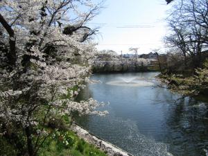 城跡北側 4月9日 『城跡北側 4月9日』の画像