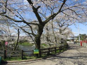 城跡北側(避難所看板)4月9日 『城跡北側(避難所看板)4月9日』の画像