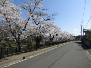 城跡南側(並木)4月9日 『城跡南側(並木)4月9日』の画像