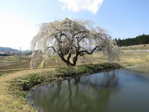 花園しだれ4月9日 『花園しだれ4月9日』の画像
