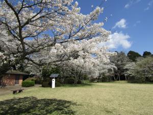 赤館公園(アップ)4月9日 『赤館公園(アップ)4月9日』の画像