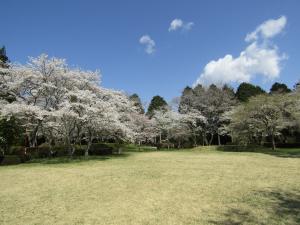 赤館公園4月9日 『赤館公園4月9日』の画像