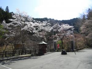 山本不動(駐車場)4月9日 『山本不動(駐車場)4月9日』の画像
