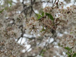 花園(2)4月19日 『花園(2)4月19日』の画像