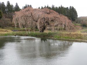 花園(1) 4月13日