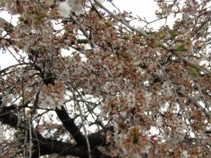 花園(2) 4月13日