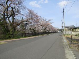 城跡南(1) 4月17日