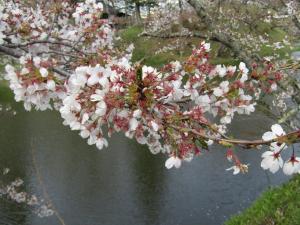城跡南(2) 4月17日