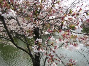 城跡北(2) 4月17日