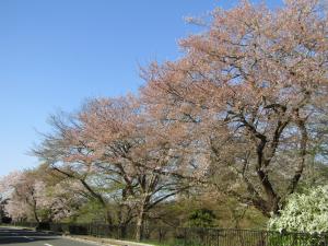 城跡西 4月6日