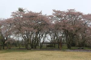 桜赤館20220415(2)