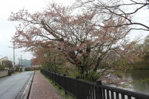 桜城跡202204015(2)