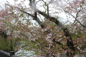 桜城跡202204015