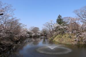 sakuraマルシェ2