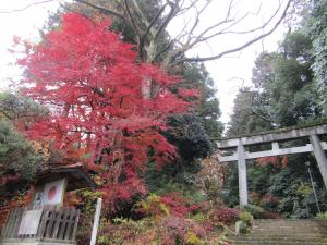 馬場紅葉20221121(2)