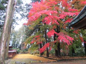 八槻紅葉20221121(3)