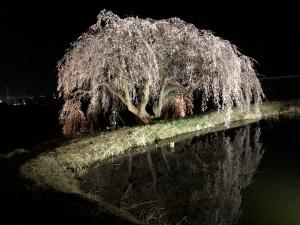 桜花園夜2023032801