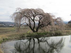 桜花園2023040601