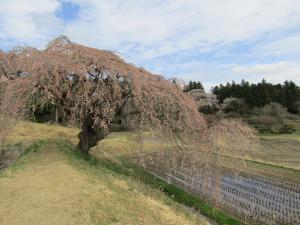 桜花園2023040602