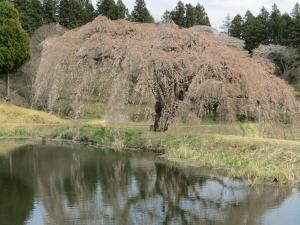 桜花園2023040604