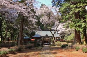 馬場神社　桜