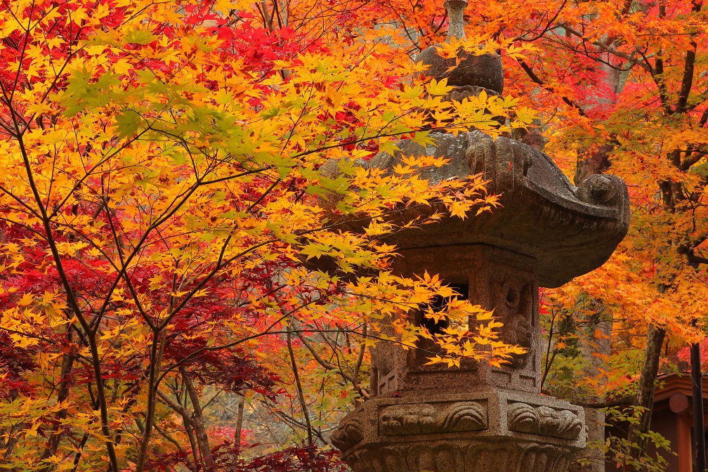 2018佳作「紅灯籠」