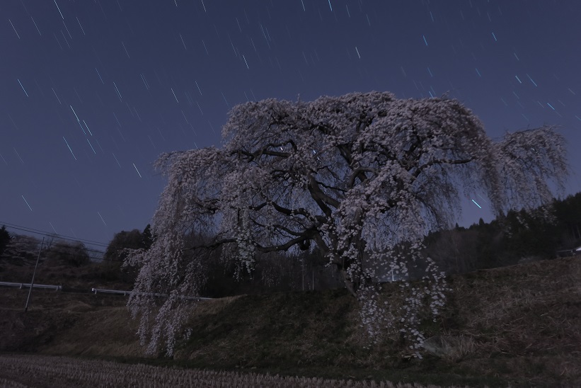 2018佳作「星降るしだれ桜」