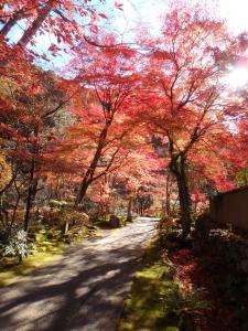 秋の参道(2)