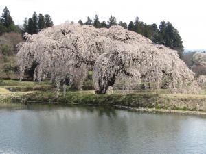 花園(1)4月8日