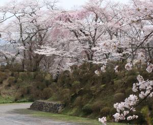 棚倉城跡の土塁と桜