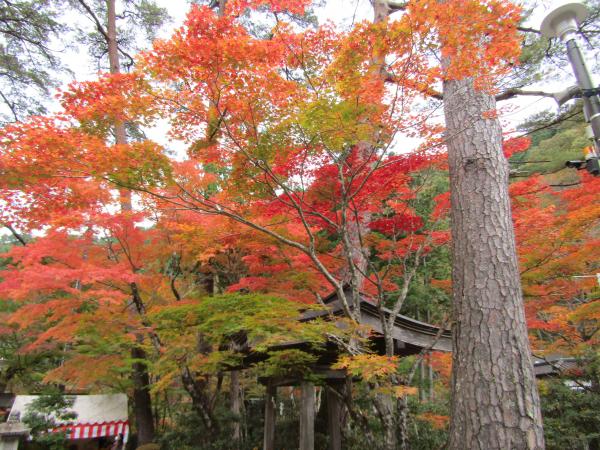 山本紅葉2020年11月2日(2)