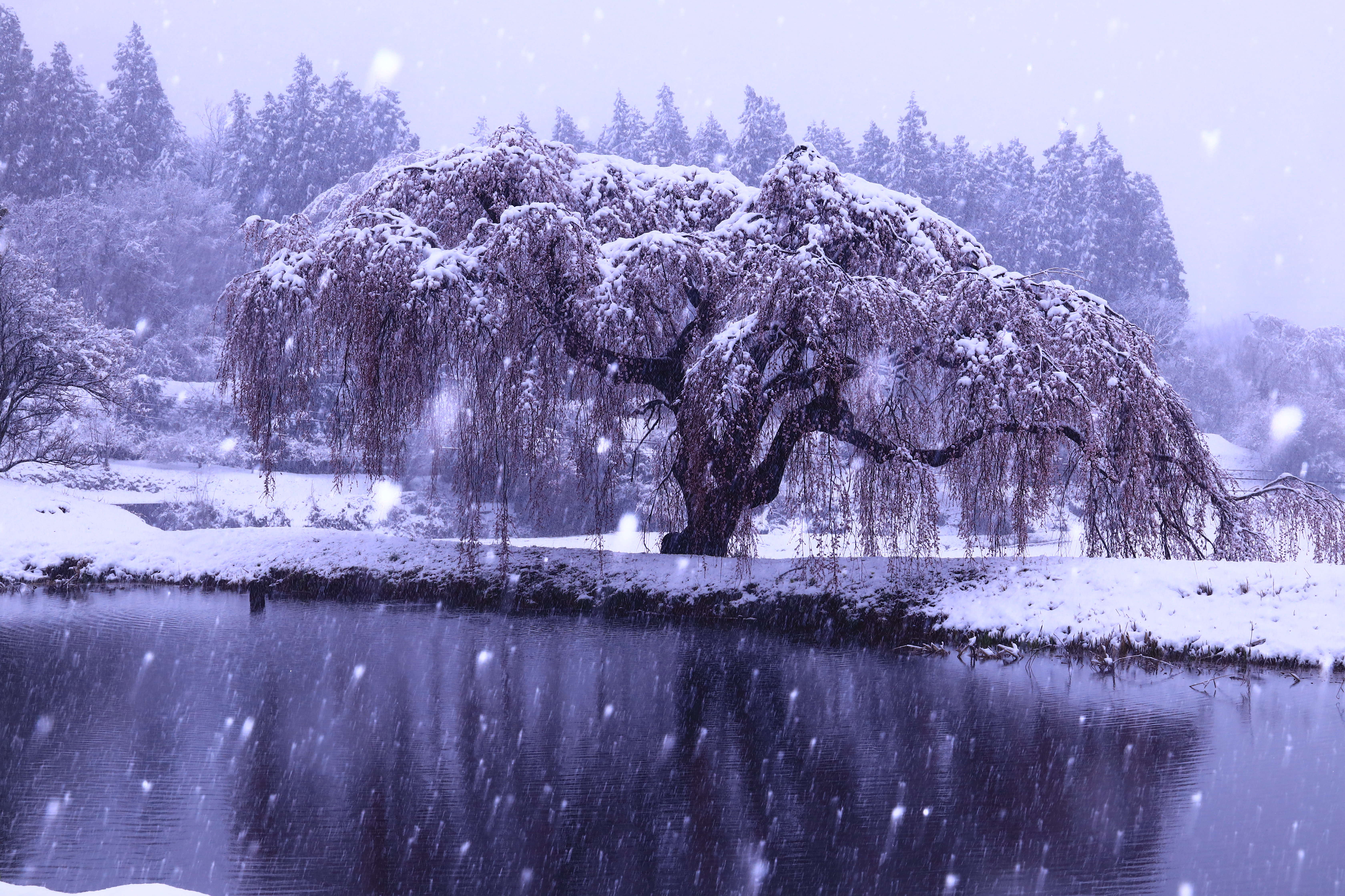 14福島民報社賞「雪桜」