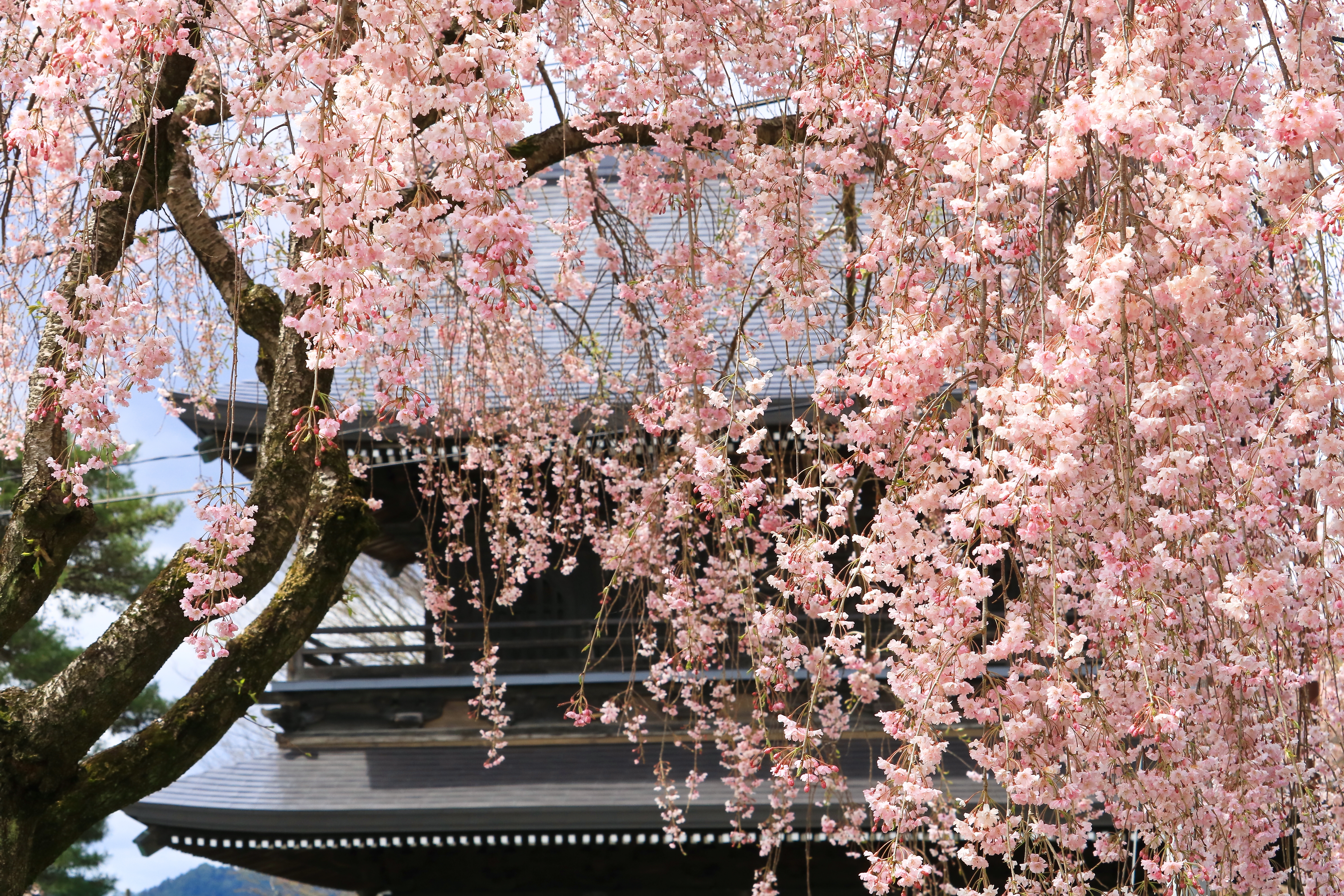 17白報社賞「蓮家寺の桜」