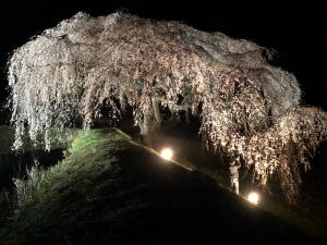 桜花園20220409夜