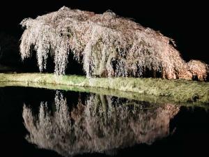 桜花園夜2023032802