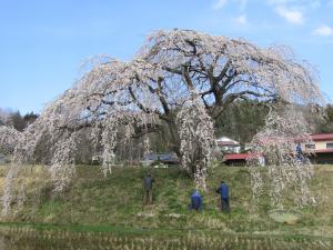 桜花園2023032902