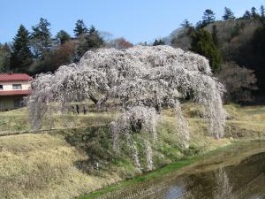 桜花園202333003