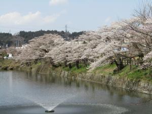 桜城跡202333103