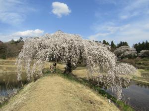 桜花園202333101