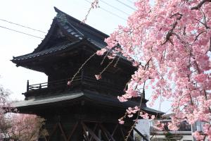 蓮家寺桜