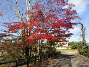 城跡紅葉202411221