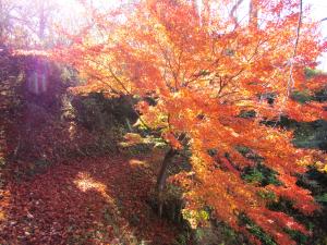 城跡紅葉202411222